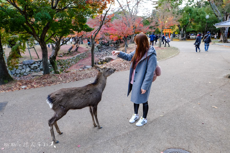 奈良景點》奈良公園尋找小鹿│餵小鹿吃鹿仙貝還可以賞楓！