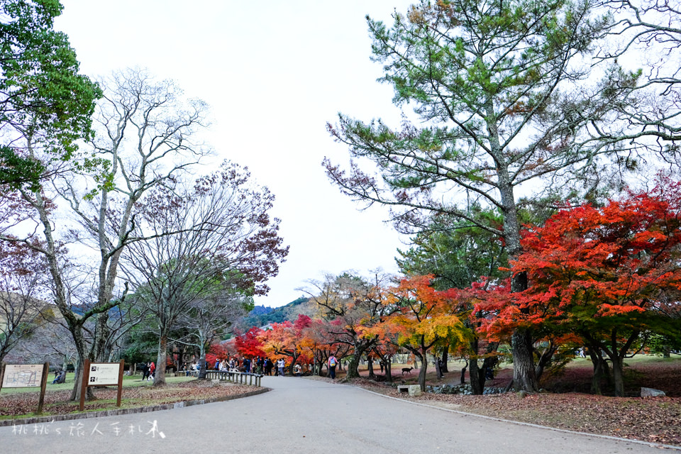 奈良景點》奈良公園尋找小鹿│餵小鹿吃鹿仙貝還可以賞楓！