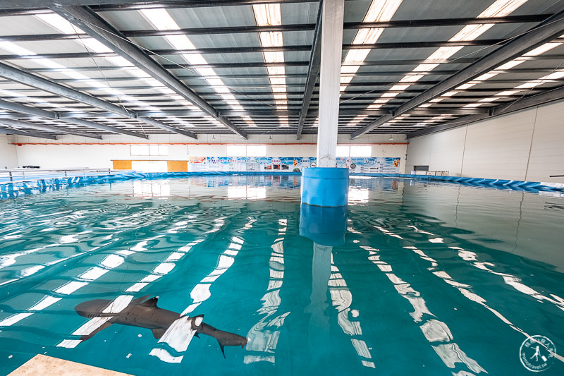 宜蘭景點》金車生技水產養殖研發中心│鯊魚透明觀景台
