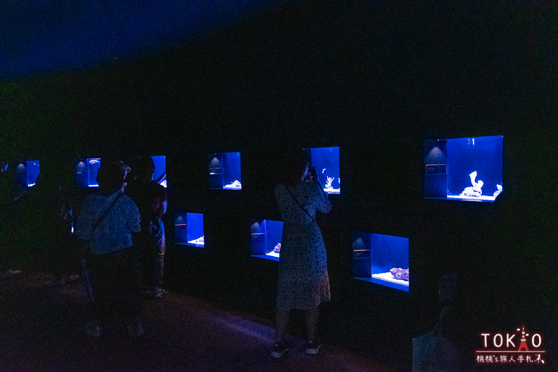 東京景點》墨田水族館半日遊│藏在晴空塔裡的海洋世界