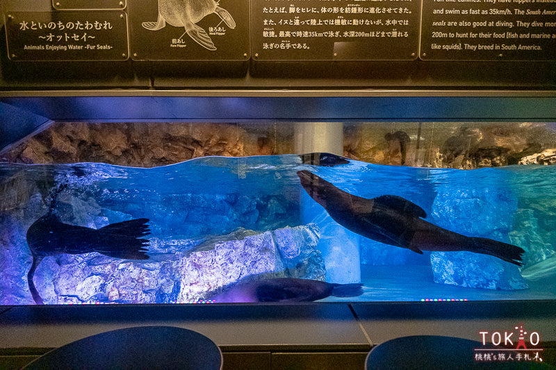東京景點》墨田水族館半日遊│藏在晴空塔裡的海洋世界