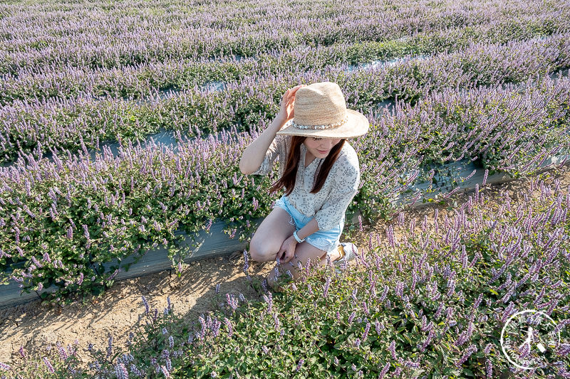 2019桃園仙草花節》神角度拍出紫色花海！不怕花太低不密集