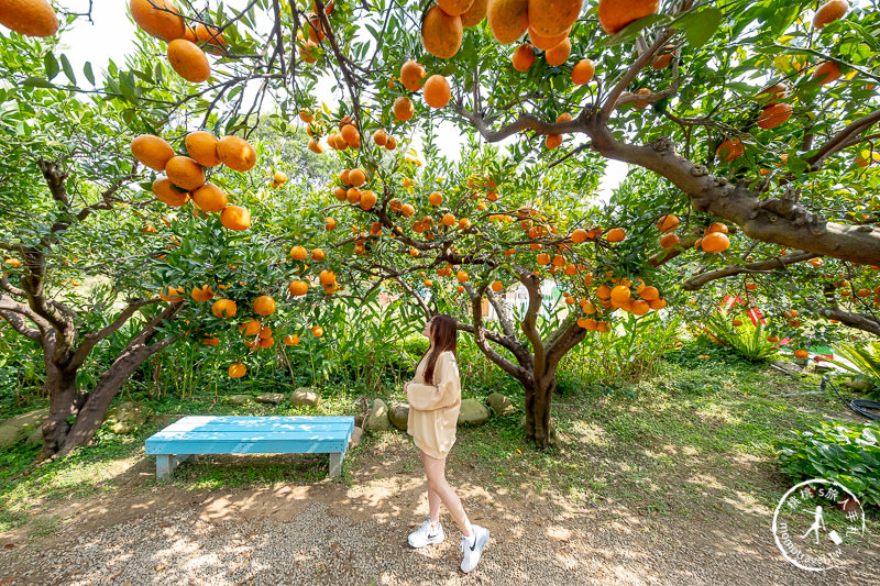 苗栗頭屋景點》橙香森林 最美的橘子園│原來採橘子還能這麼美！