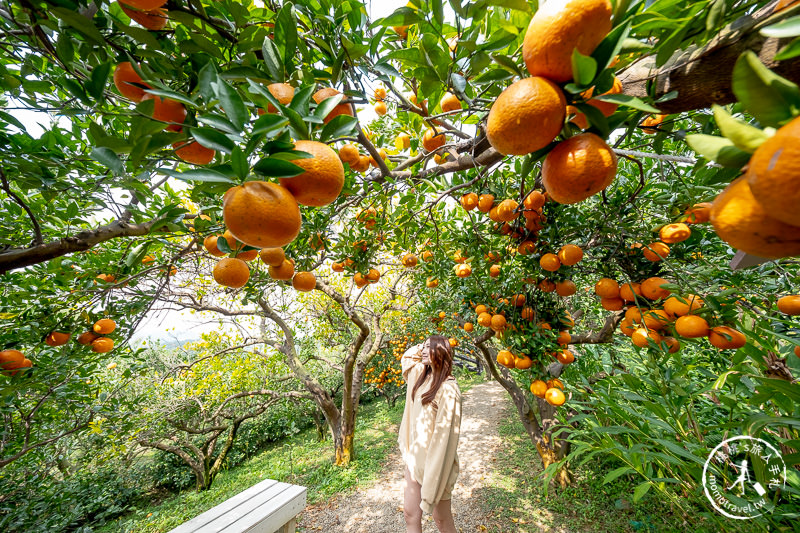 苗栗頭屋景點》橙香森林 最美的橘子園│原來採橘子還能這麼美！