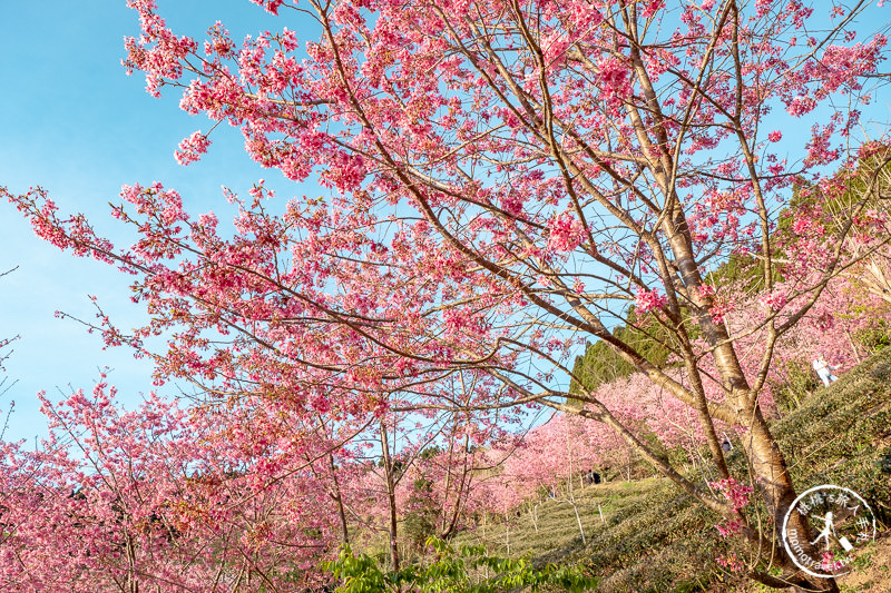 新竹賞櫻景點》山上人家森林農場│粉紅櫻花茶園雲海之美