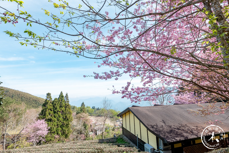 新竹賞櫻景點》山上人家森林農場│粉紅櫻花茶園雲海之美