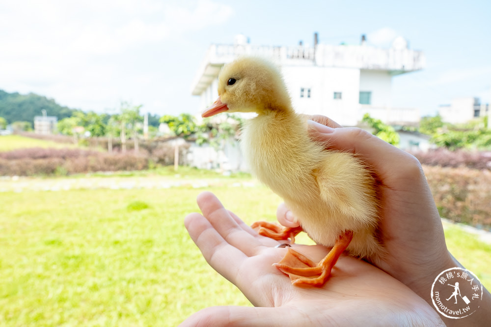 宜蘭礁溪景點》甲鳥園休閒農場│最受歡迎的摸小鴨、餵鴨鴨體驗