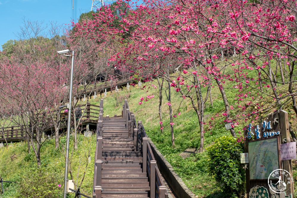 桃園龜山景點|長庚養生文化村櫻花步道|最新花況|爆炸滿開超好拍的賞櫻景點在這～