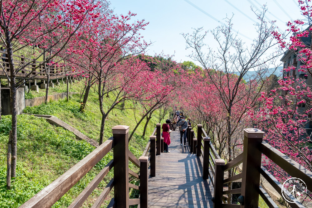 桃園龜山景點|長庚養生文化村櫻花步道|最新花況|爆炸滿開超好拍的賞櫻景點在這～